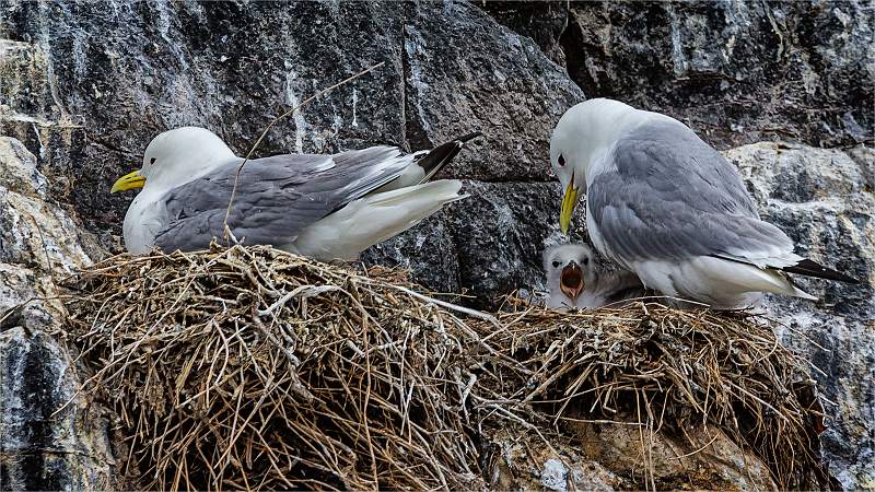 Set3.3 Kittywakes with chick_Tom Rose.jpg - nacton cup